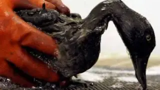 BP Oil Spill / So Much Magnificence
