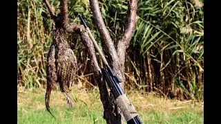 First Airgun Pheasant Hunt of 2020