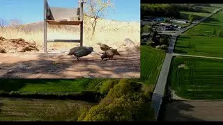 Beautiful Birds