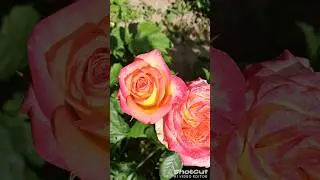 Цветочки 🌸🌺🌻🌹🌷🌼💐