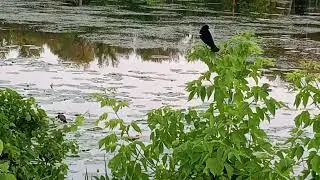 RED WING BLACKBIRD AND I DONT KNOW OTHER ONE & EGRET