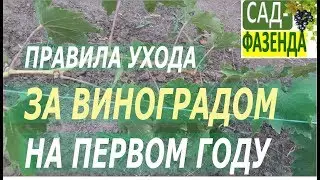 Grapes. Caring for grapes in the first year