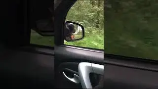 Бобка привыкает к поездкам на авто 🔥🔥 @Sobaka_Bobka