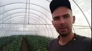 Что происходит у нас в тепличном хозяйстве...