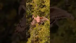 The Sharp Eagle  Hunt  house  sparrow