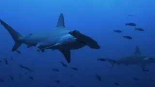 Tiburón Martillo. Tiburones: Depredadores Del Océano (2024).