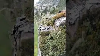 #мох #лес #клинок #nature #лето #клинок #vlog #деревня #усадьба #жизнь #klinok #klinok.by #klinokby