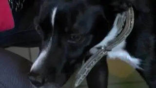 Новости из приюта для животных