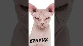 Weirdest Cat Breeds In The World #shorts