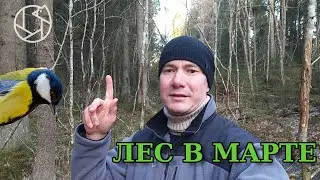 Лес в МАРТЕ - маленькая прогулка с пением птиц