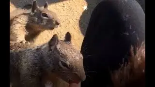 adorables chipmunks