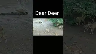 Dear Deer