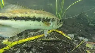 Bass attack at Bronson Blue Spring Florida