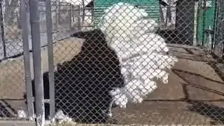 Страстные страстные танцы