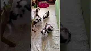 4 девочки и мальчик🥰🥰🥰 