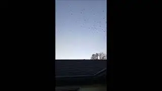 Rando Vids From Phone      NOV 2024