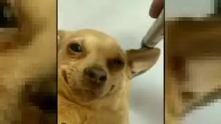 * ART * - DOGE GO BRR