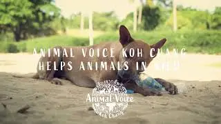 Animal Voice Koh Chang