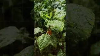 बारिश आने पर अच्छी smell क्यों आती है?