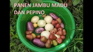 PANEN JAMBU MADU DAN PEPINO DI KEBUN TABULAMPOT SAMPING RUMAH