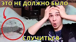 Более 15 ОЛЕНЕЙ убиты в национальном парке / ЛОСИНЫЙ ОСТРОВ