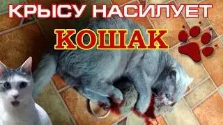 Крысу изнасиловал кот