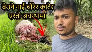 दमकमा गोठमा बादेको बेउने गाई चोरेर काटेर एस्तो अवस्थामा