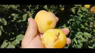 Плуот "Дапл Данді", Диплоїдна слива "То-Че -Сан","Кримсон Гло".
