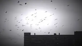 Kuş Sürüsü-Sera Savaş