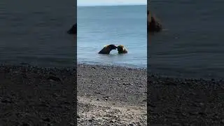 Самое милое видео с медведями 😻