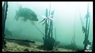 Бутерброд для Щуки )