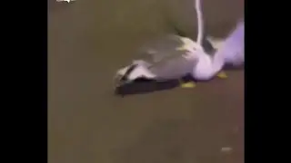 İstanbul da İki Martının Kavgasını Vatandaş Ayırdı