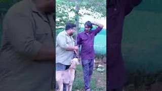 காலைல வாங்க குட்டியோட இருக்கும் 😂 Pet Shop Prank | Katta Erumbu