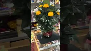 Распускаеющиеся  мандариновое | апельсиное дерево