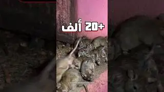 معبد الفئران!🐀🇮🇳