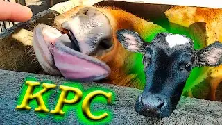 КРС в базу и на выгуле! Крупный рогатый скот такой прикольный