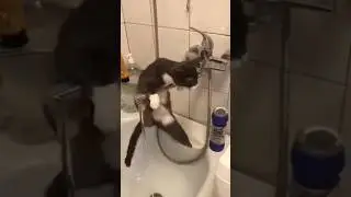 #нашалюбовь#котики#забавные