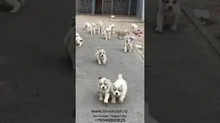Puppies of the TIMERTASH kennel The kennel has available puppies +79048881825 vi whatsapp www.tim...