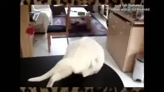 Самые лучшие видео. Приколы. #7