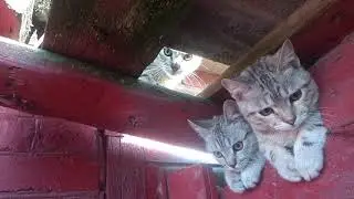 Kittens, what did they see there?