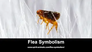 Flea Symbolism