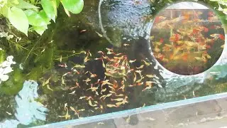 Aquarium (Red yellow guppies) After 11 months 😍