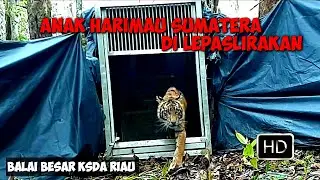 Sumatran tiger cubs released into their habitat, after being evacuated from Pulau Muda Village!!