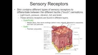 Integumentary system part 2