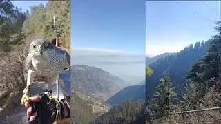 Majestic Pipeline Track Donga Gali, Nathia Gali,Ayubia National Park #ayubia #dongagali #adventure