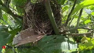 Karena Cuaca Buruk akhirnya 10 Sarang rusak