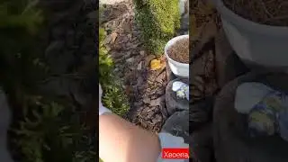 ХВОЕПАД. Без паники!