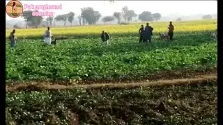interesting dog race \ greyhound chasing rabbit in coursing races in Pakistan