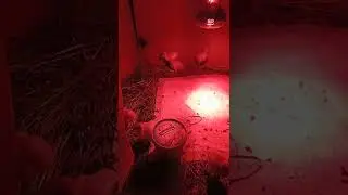 индюшонок задира