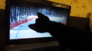 Кот болеет за наших в Сочи